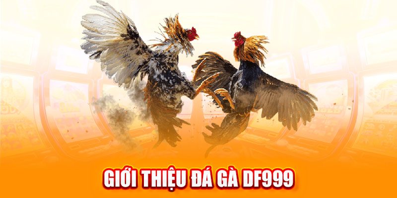 đá gà DF999